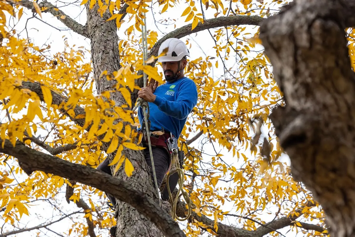 Skilled Tree Planing crew working in Wilmington